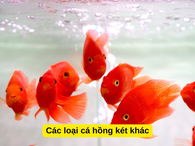 Các loại cá hồng két khác