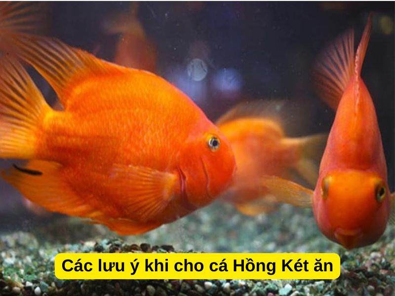 Các lưu ý khi cho cá Hồng Két ăn