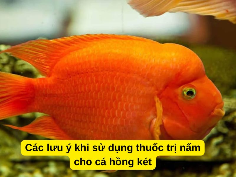 Các lưu ý khi sử dụng thuốc trị nấm cho cá hồng két