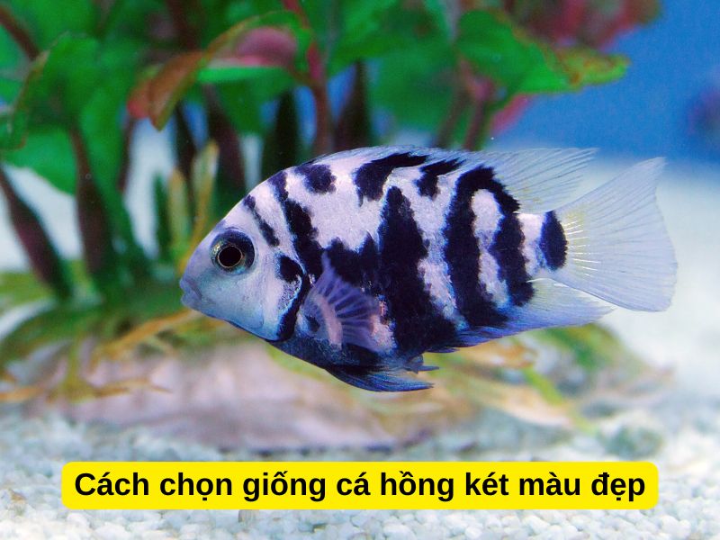 Cách chọn giống cá hồng két màu đẹp