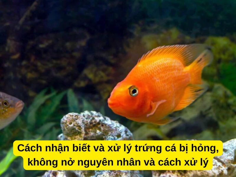 Cách nhận biết và xử lý trứng cá bị hỏng, không nở nguyên nhân và cách xử lý