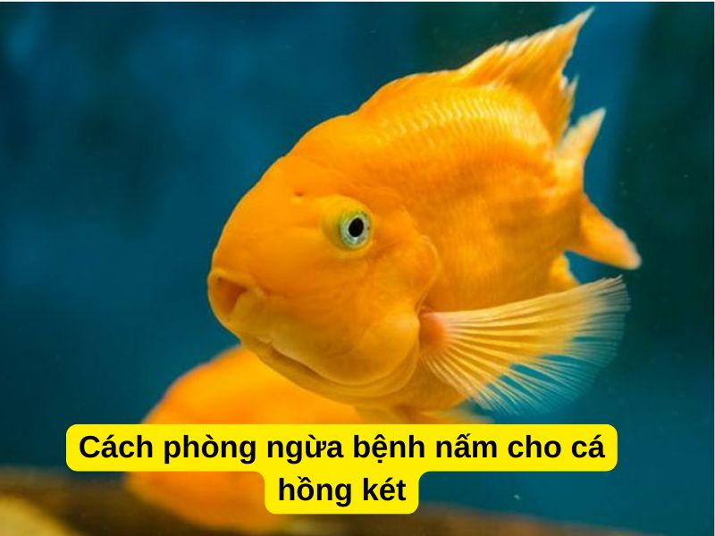 Cách phòng ngừa bệnh nấm cho cá hồng két