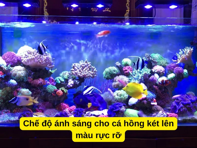 Chế độ ánh sáng cho cá hồng két lên màu rực rỡ