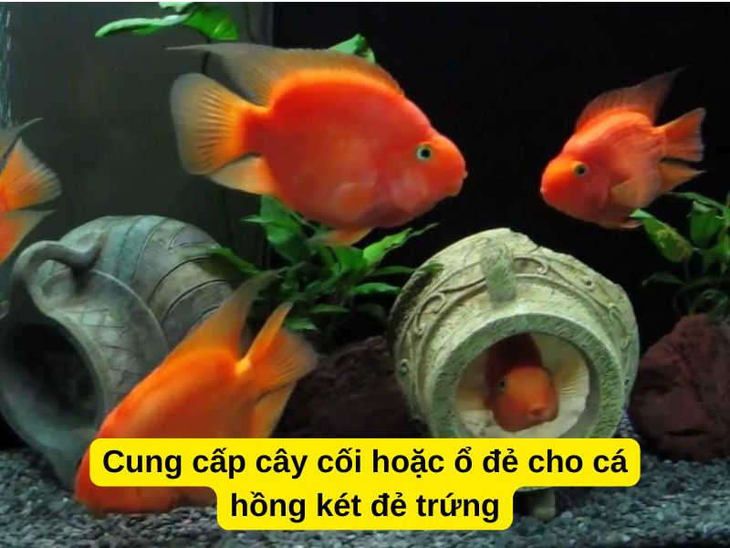 Cung cấp cây cối hoặc ổ đẻ cho cá hồng két đẻ trứng