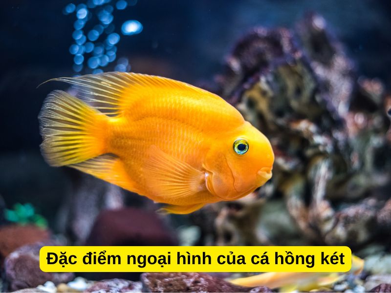 Đặc điểm ngoại hình của cá hồng két