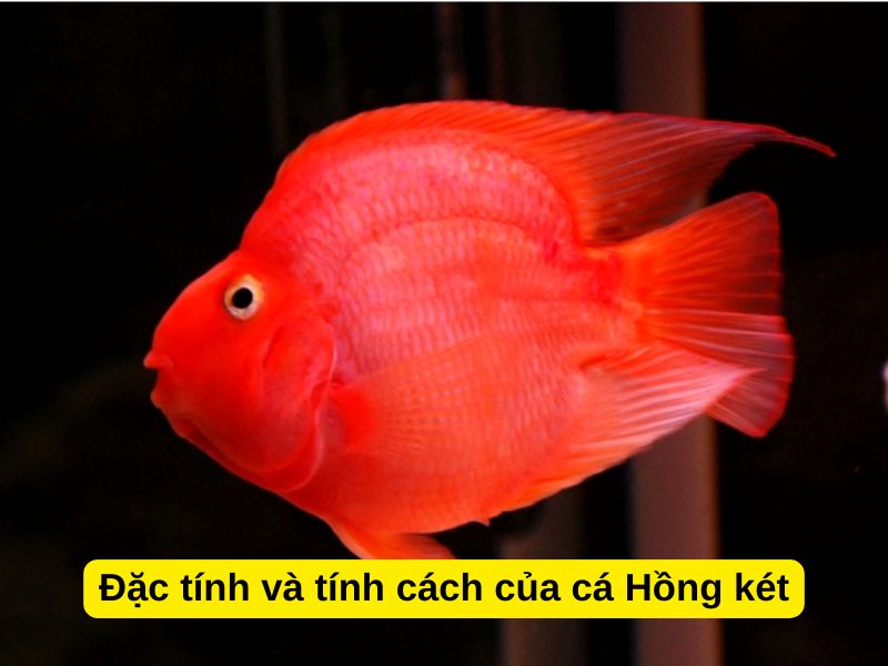 Đặc tính và tính cách của cá Hồng két