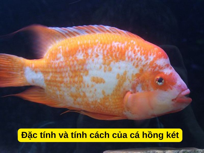 Đặc tính và tính cách của cá hồng két