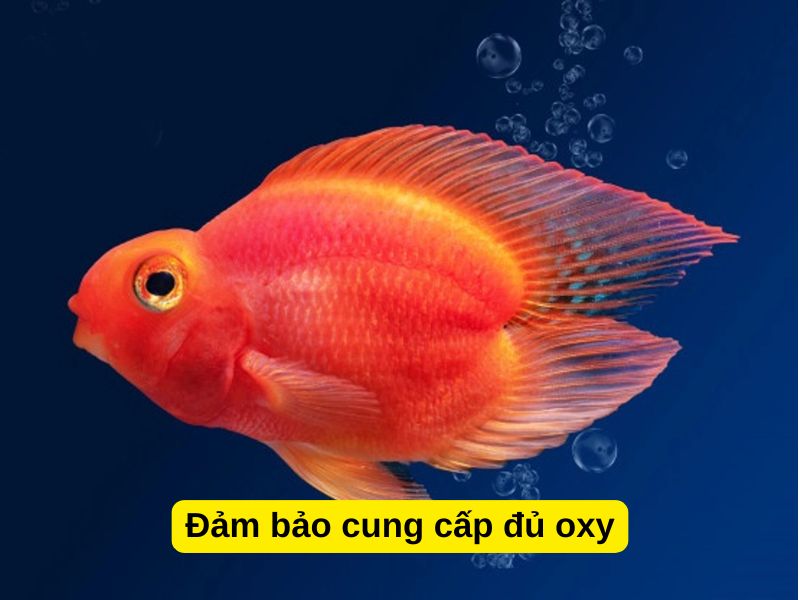 Đảm bảo cung cấp đủ oxy