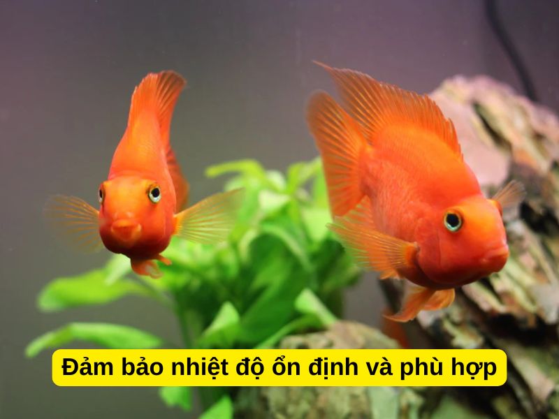 Đảm bảo nhiệt độ ổn định và phù hợp