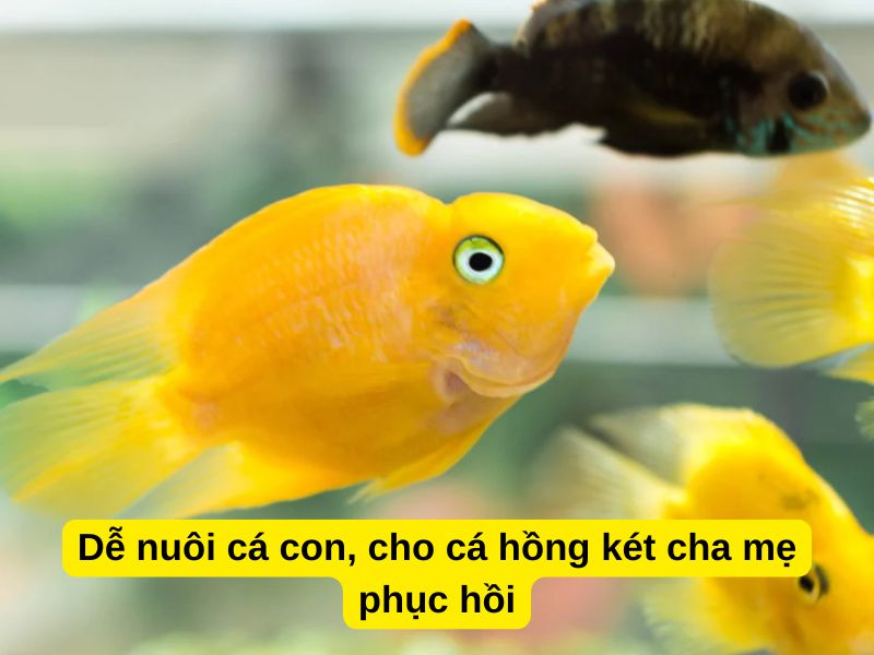 Dễ nuôi cá con, cho cá hồng két cha mẹ phục hồi