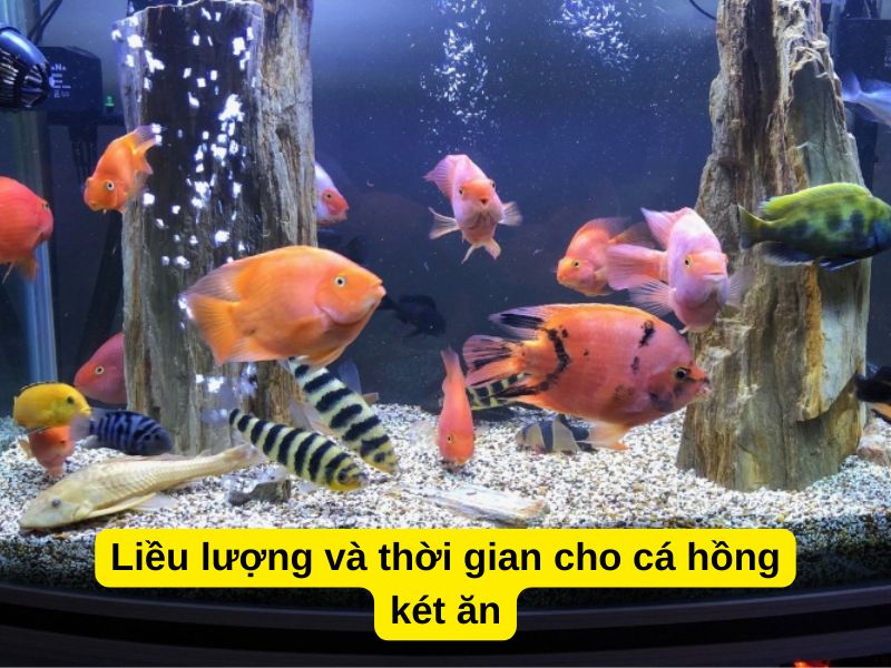 Liều lượng và thời gian cho cá hồng két ăn