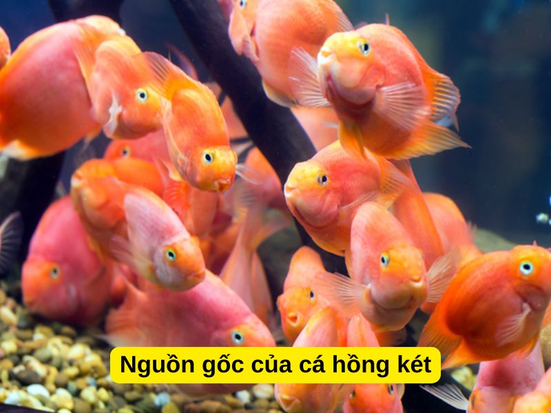 Nguồn gốc của cá hồng két