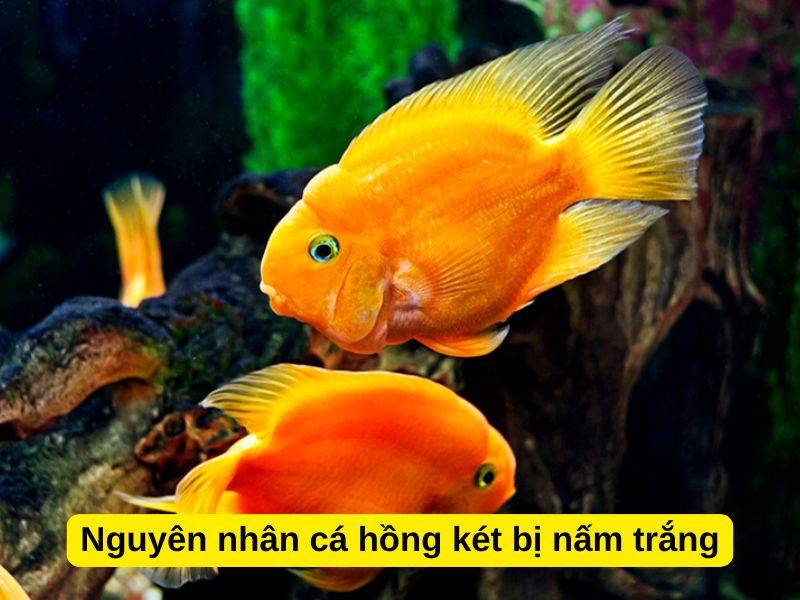 Nguyên nhân cá hồng két bị nấm trắng