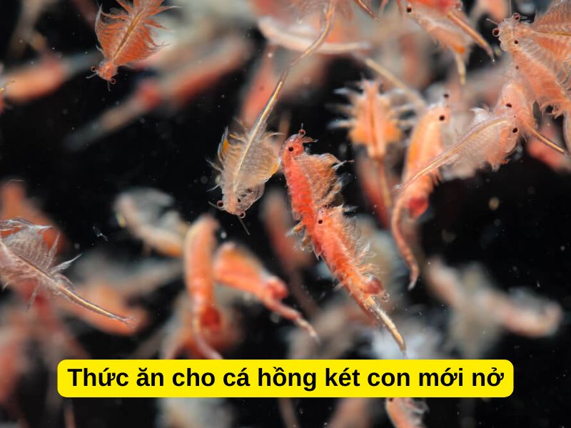 Thức ăn cho cá hồng két con mới nở