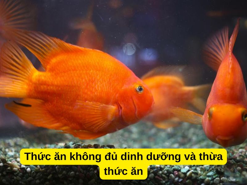 Thức ăn không đủ dinh dưỡng và thừa thức ăn