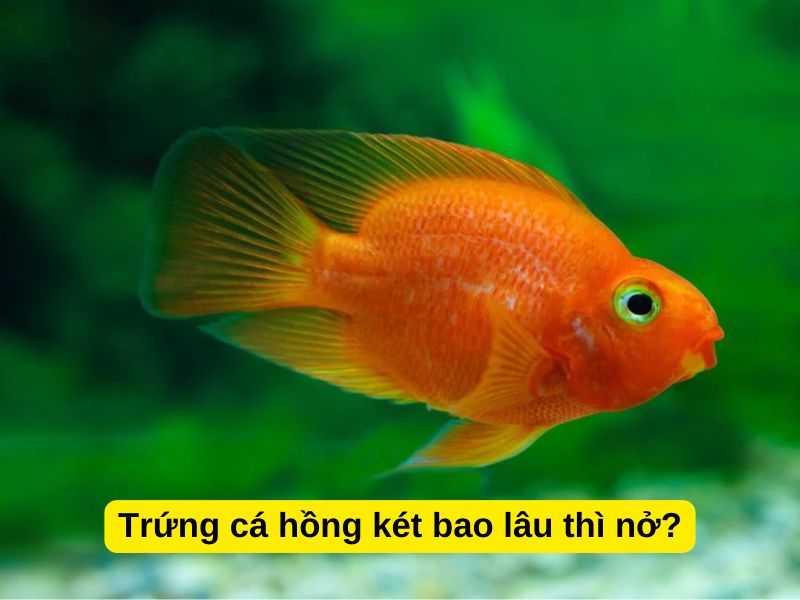 Trứng cá hồng két bao lâu thì nở?