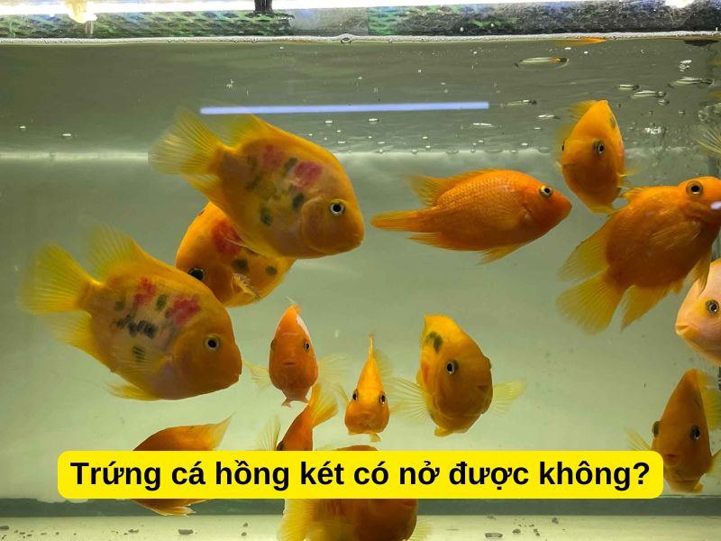 Trứng cá hồng két có nở được không?