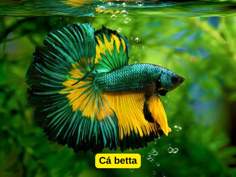 Cá betta