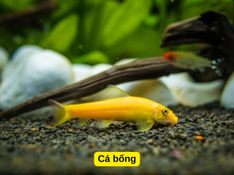 Cá bống