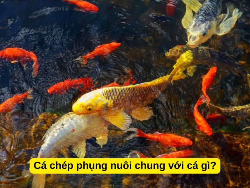 Cá chép phụng nuôi chung với cá gì?