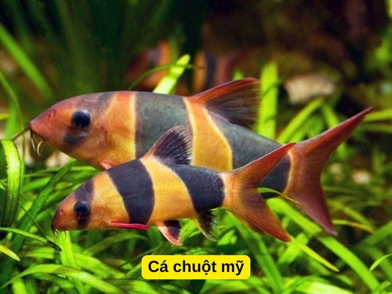 Cá chuột mỹ