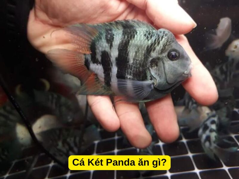 Cá Két Panda ăn gì?