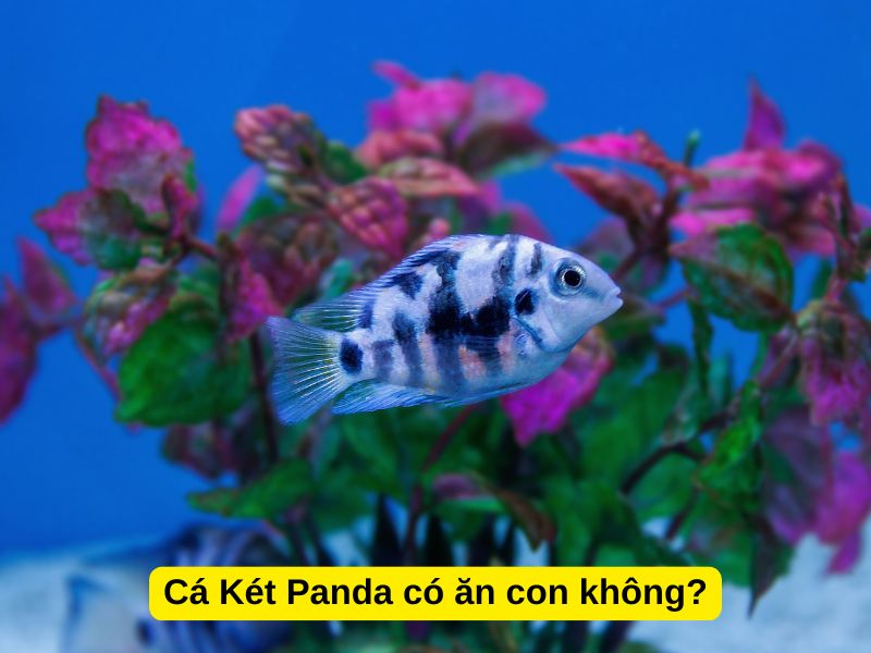 Cá Két Panda có ăn con không?