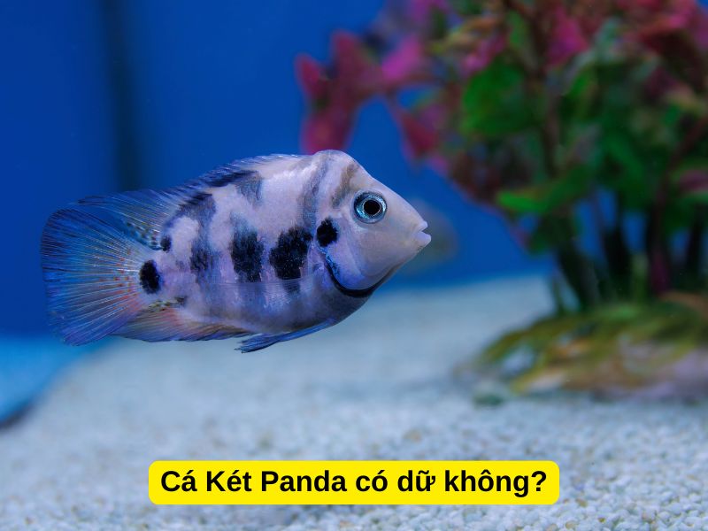 Cá Két Panda có dữ không?