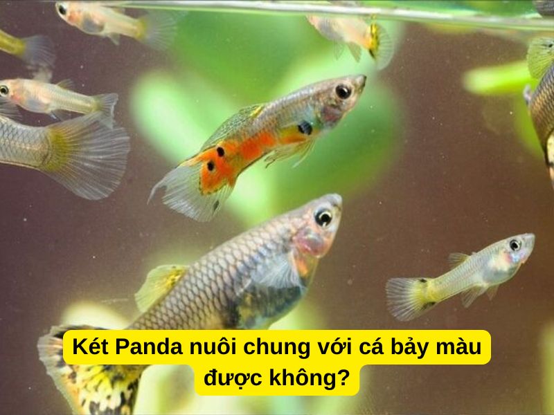 Két Panda nuôi chung với cá bảy màu được không?