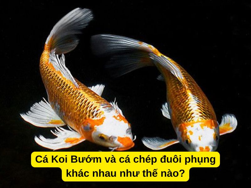 Cá Koi Bướm và cá chép đuôi phụng khác nhau như thế nào?