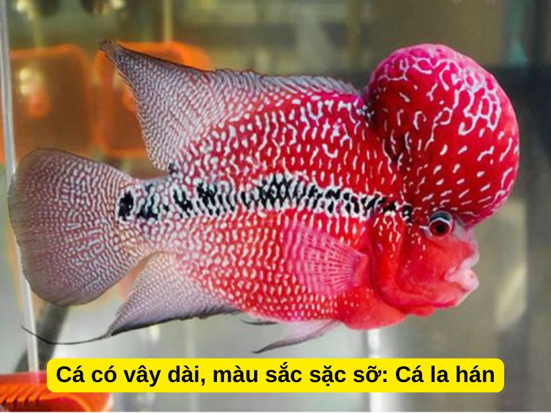 Cá có vây dài, màu sắc sặc sỡ: Cá la hán