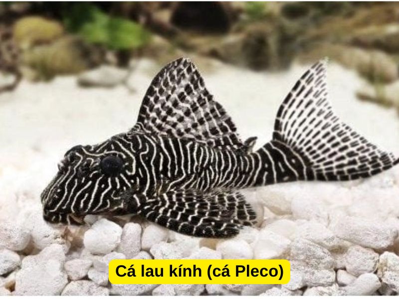 Cá lau kính (cá Pleco)