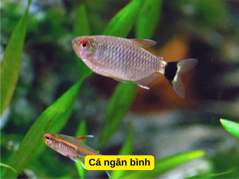 Cá ngân bình