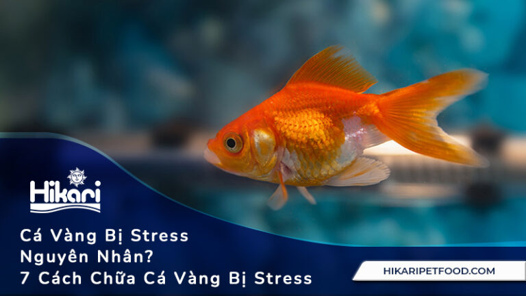 Cá Vàng Bị Stress Nguyên Nhân? 7 Cách Chữa Cá Vàng Bị Stress