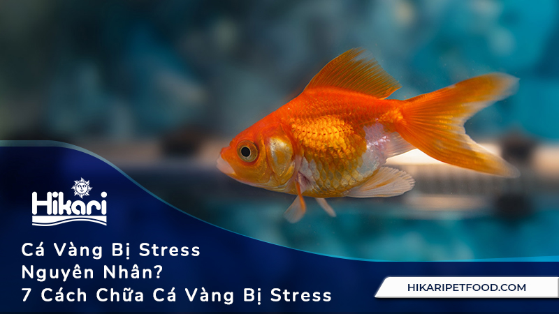 Cá Vàng Bị Stress Phải Làm Sao? 7 Cách Chữa Trị Tại Nhà