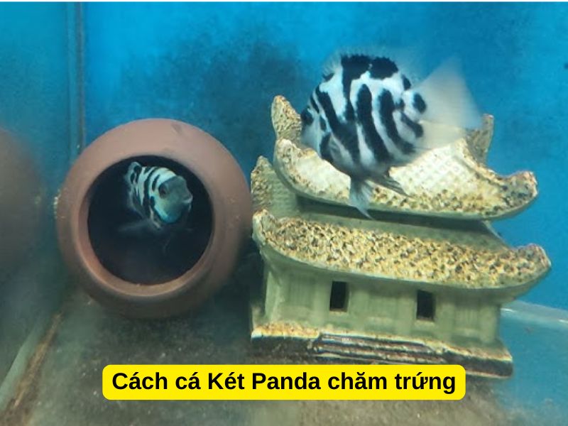 Cách cá Két Panda chăm trứng