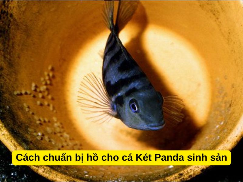 Cách chuẩn bị hồ cho cá Két Panda sinh sản