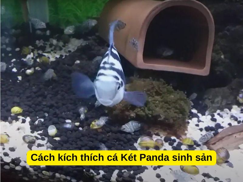 Cách kích thích cá Két Panda sinh sản