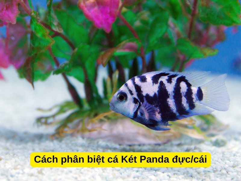 Cách phân biệt cá Két Panda đực/cái