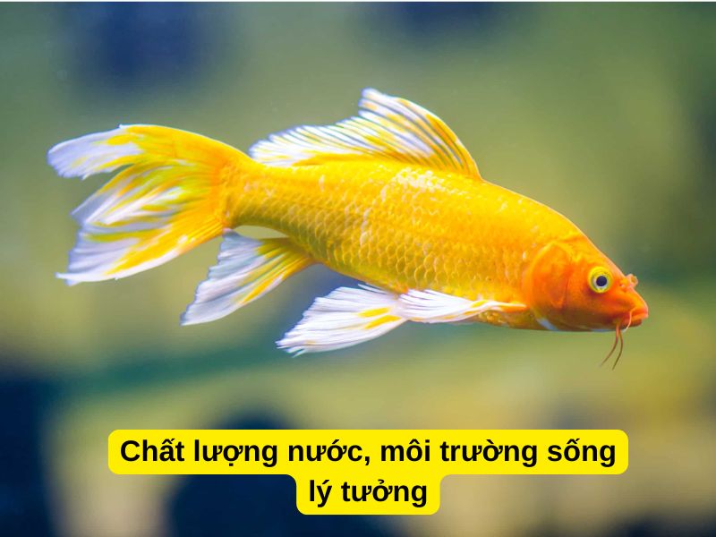 Chất lượng nước, môi trường sống lý tưởng