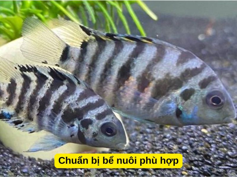 Chuẩn bị bể nuôi phù hợp