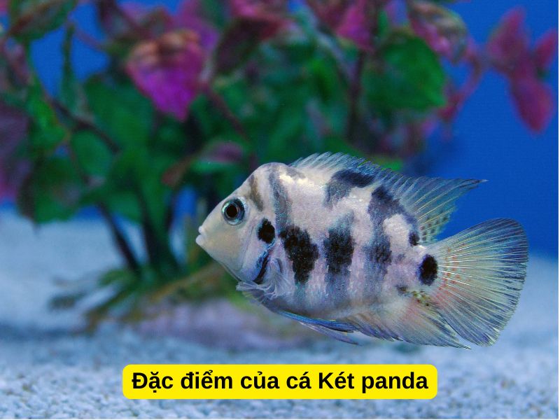 Đặc điểm của cá Két Panda