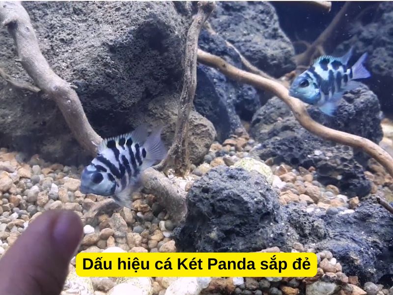 Dấu hiệu cá Két Panda sắp đẻ