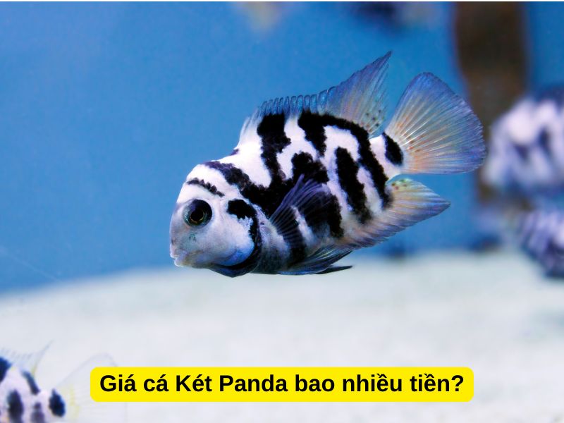 Giá cá Két Panda bao nhiều tiền?