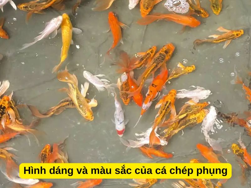 Hình dáng và màu sắc của cá chép phụng