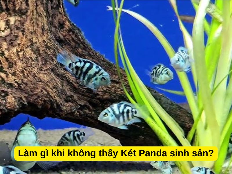 Làm gì khi không thấy Két Panda sinh sản?