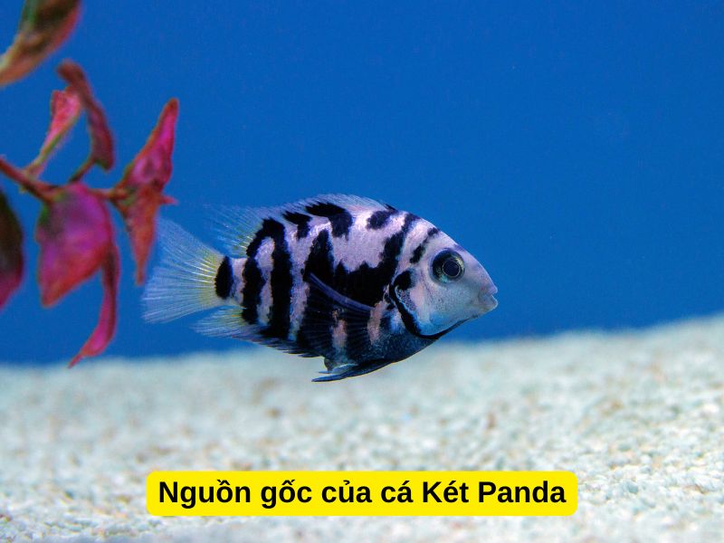 Nguồn gốc của cá Két Panda