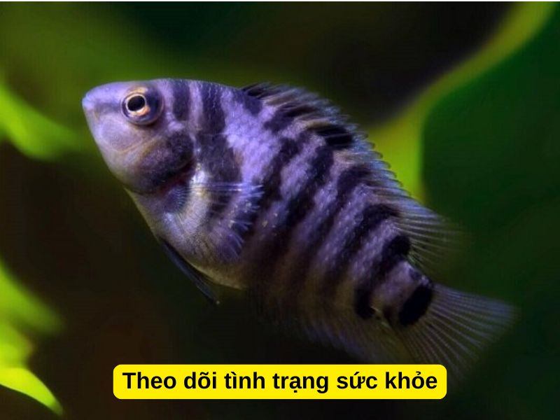 Theo dõi tình trạng sức khỏe