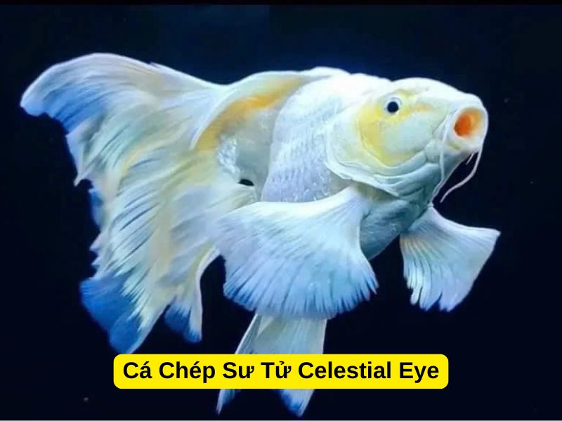 Cá Chép Sư Tử có mấy loại? Cá Chép Sư Tử Celestial Eye