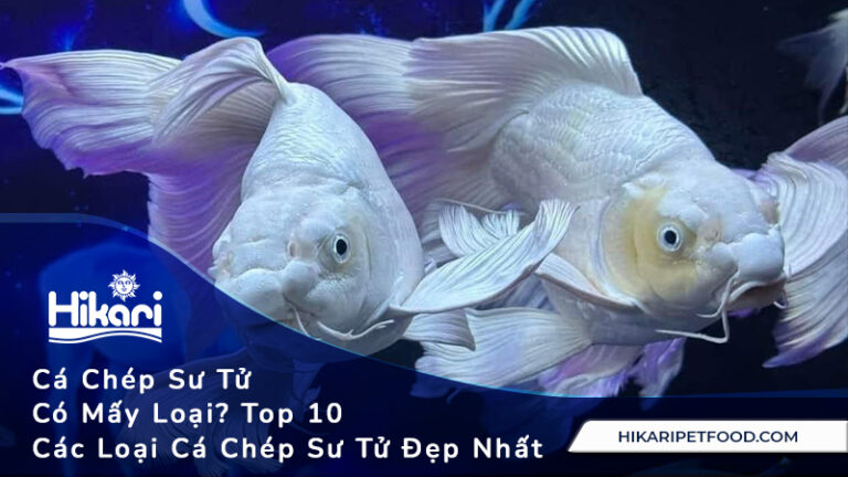 Cá Chép Sư Tử Có Mấy Loại? Top 10 Các Loại Cá Chép Sư Tử Đẹp Nhất